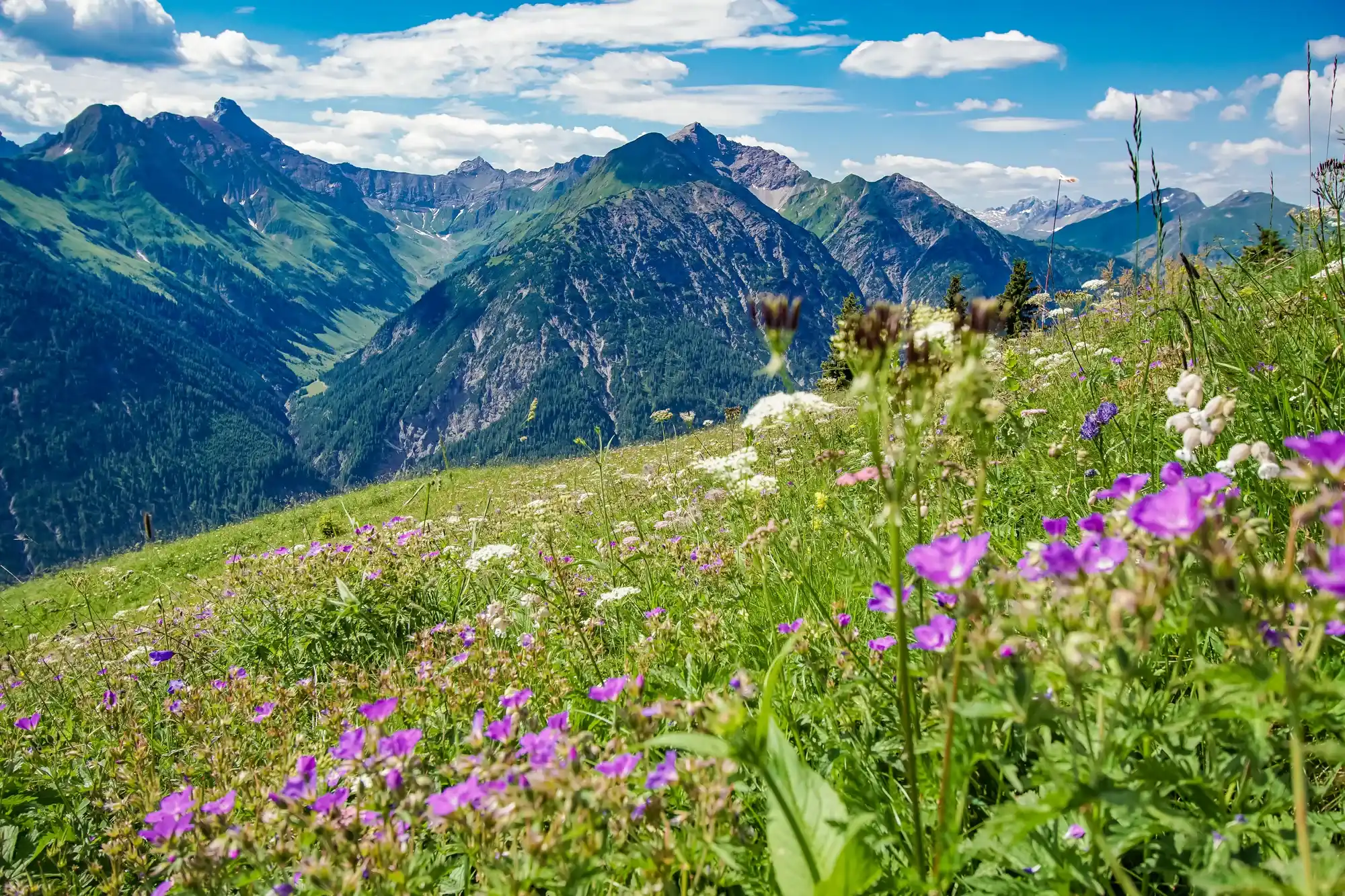 Flowering alpine meadows and mountain panorama in the Lechtal